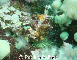 Red Irish Lord (Hemilepidotus hemilepidotus) blending in ... by Pauline Ridings 